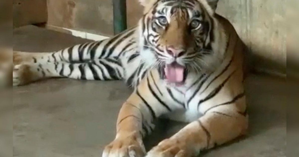 Sumatran tigers at Jakarta zoo recovering from Covid-19