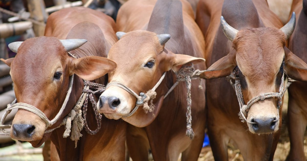 Cattle prices to increase over 10 this EidulAzha