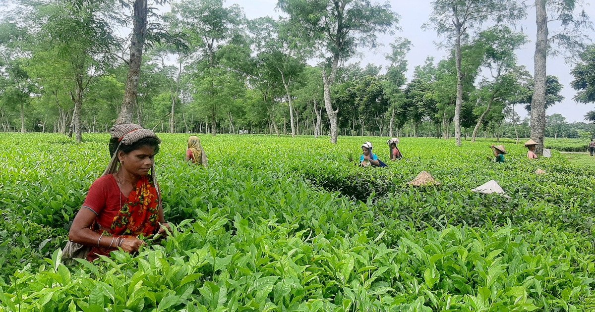 Tea Laborers The PM gives tea workers their due