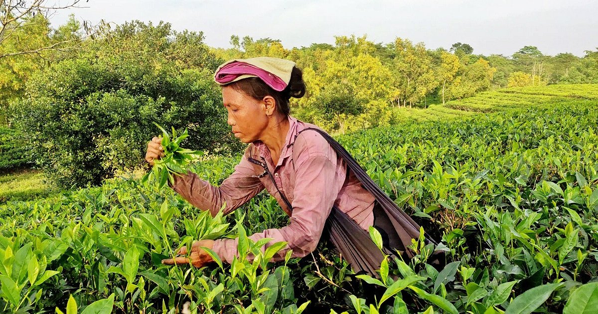 Bangladesh falls short of meeting tea production target in 2022