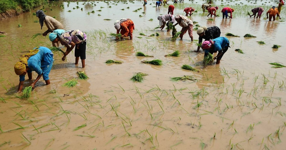 El Nino: How the climate pattern may prolong food inflation