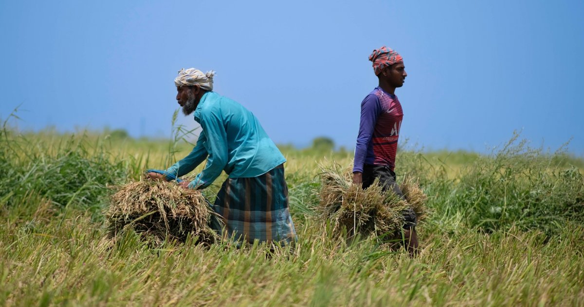 Farmers fetching dollars as agro-processing exports flourish