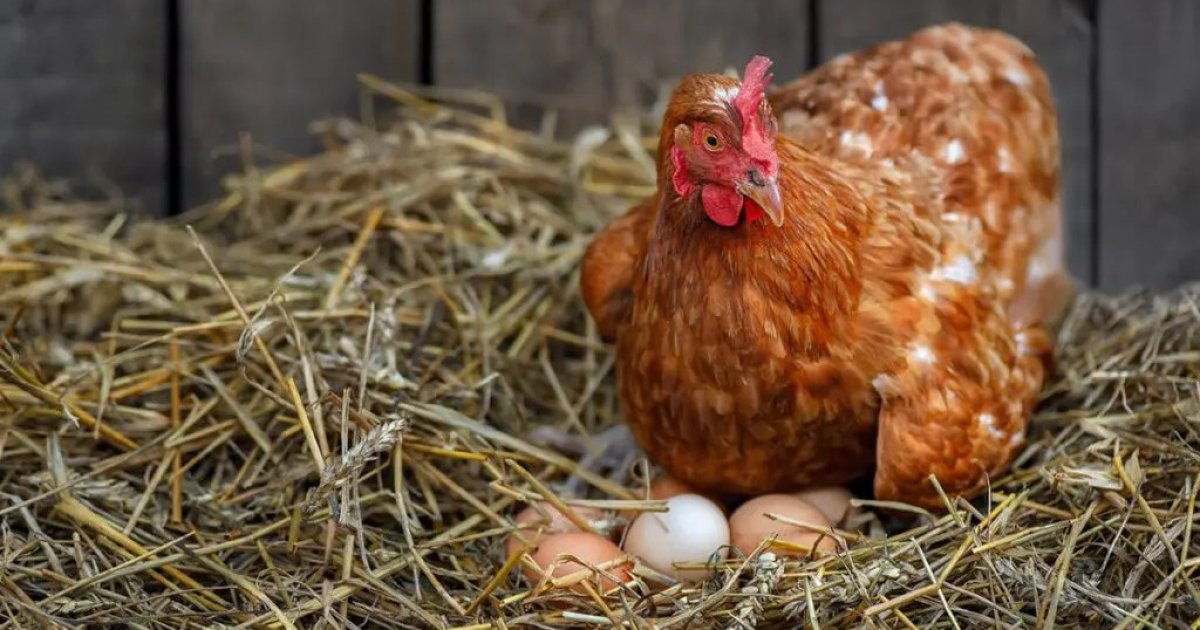 Printing money, not &lsquo;syndicates&rsquo;, drove up egg and chicken prices