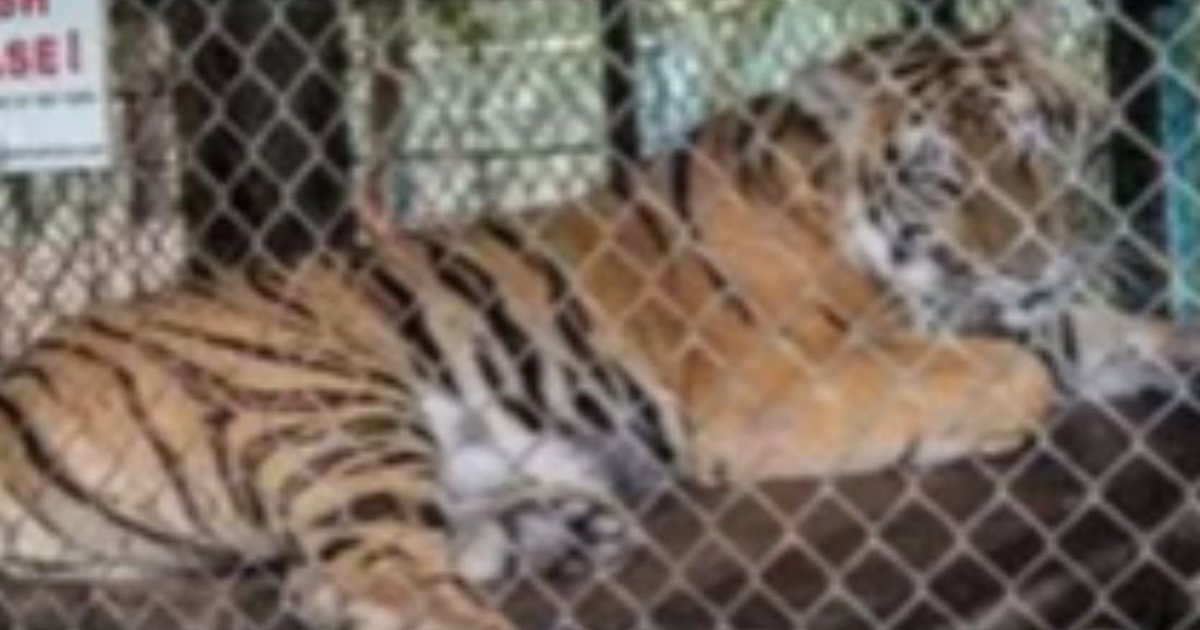 Authorities scramble to contain virus outbreak after 72 tigers die in Thailand