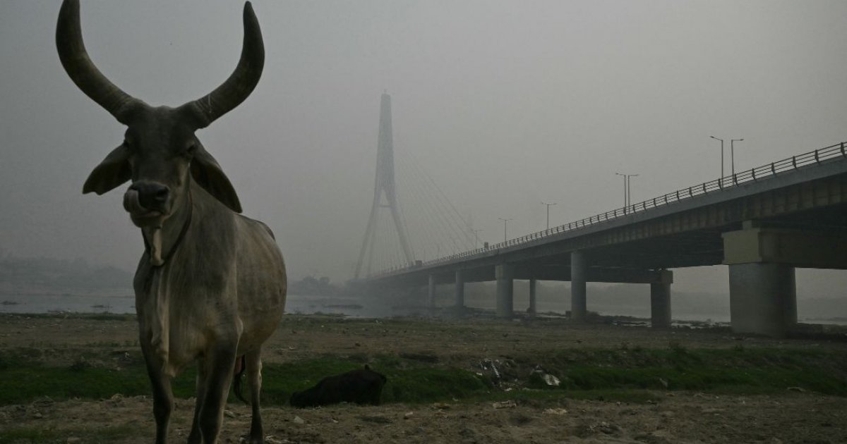 ভারতের কঠোর সমালোচনা ট্রাম্পের ‘হেলহোল’ মন্তব্যে