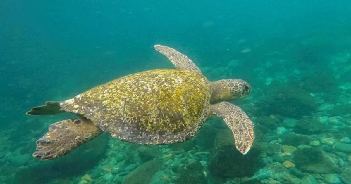 Who will regulate the race for deep-sea resources?