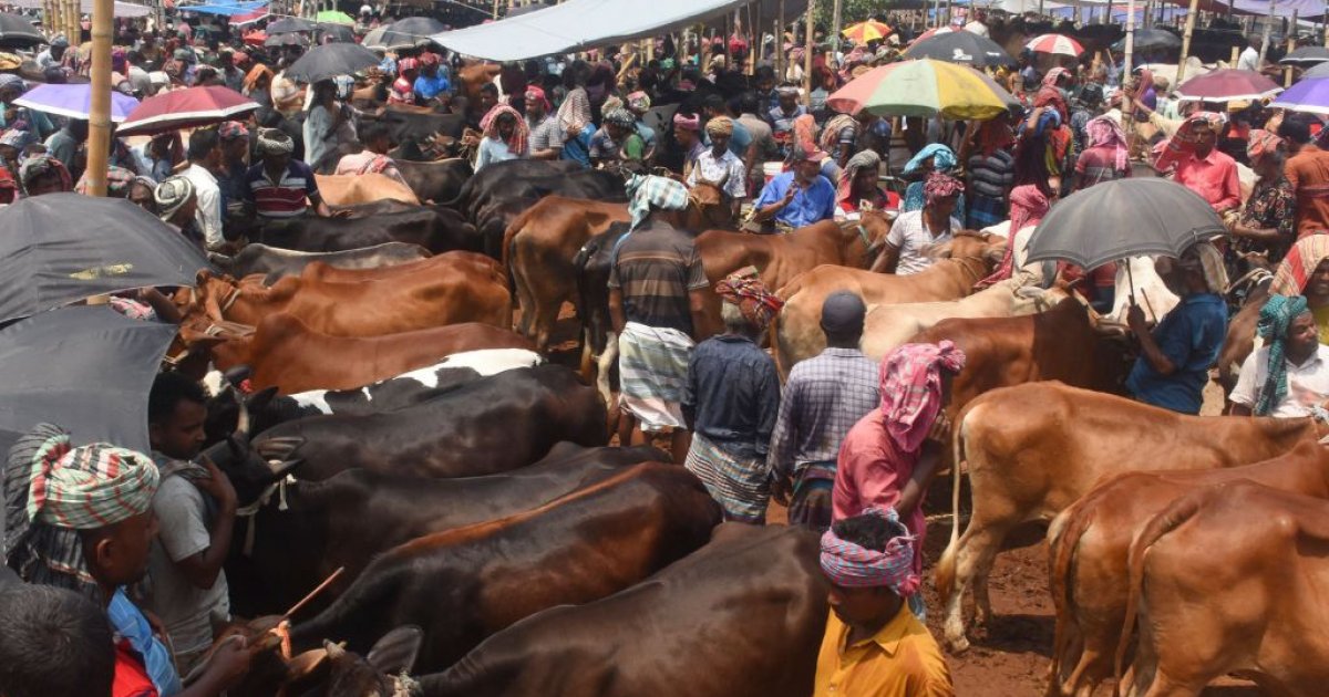 High prices, low turnout: Rajshahi cattle market sees slow start ahead of  Eid-ul-Azha