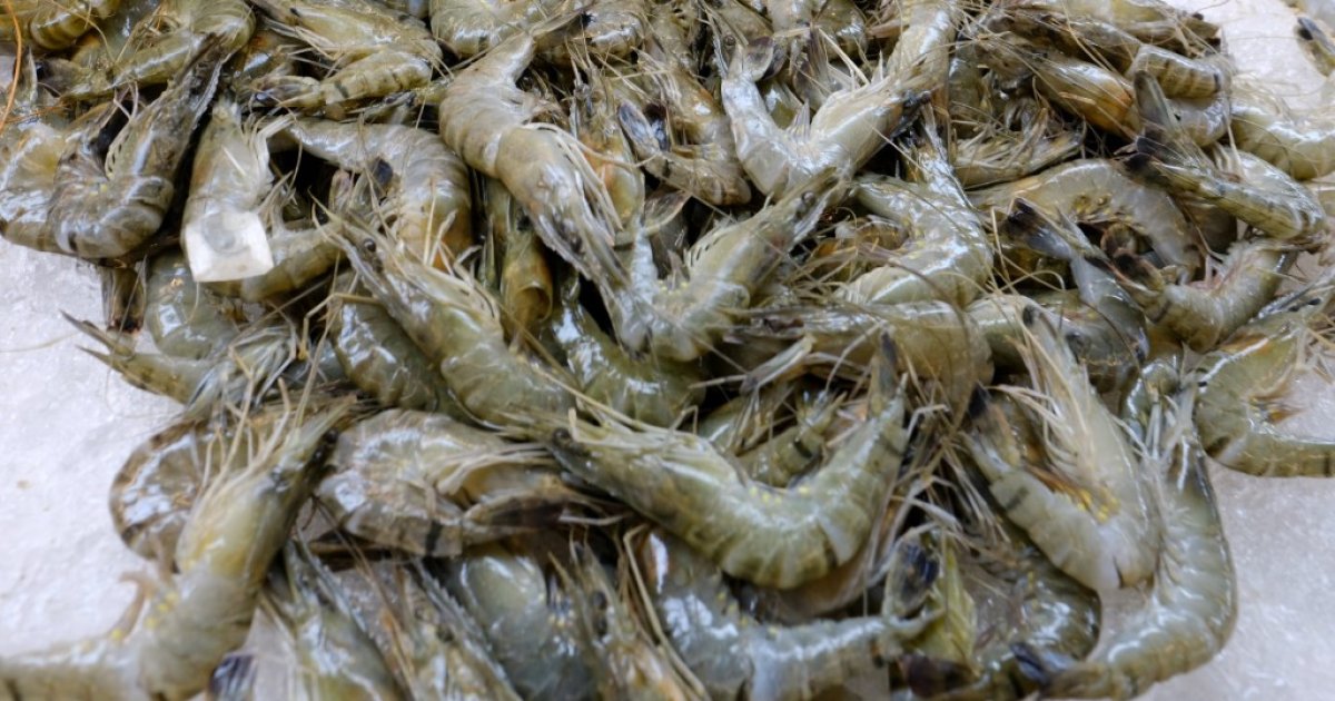Cluster method expected to double shrimp production in Khulna