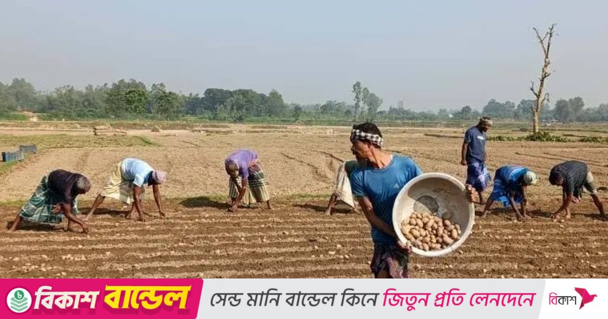 Farmers in distress as fertilizer syndicate undermines early potato cultivation