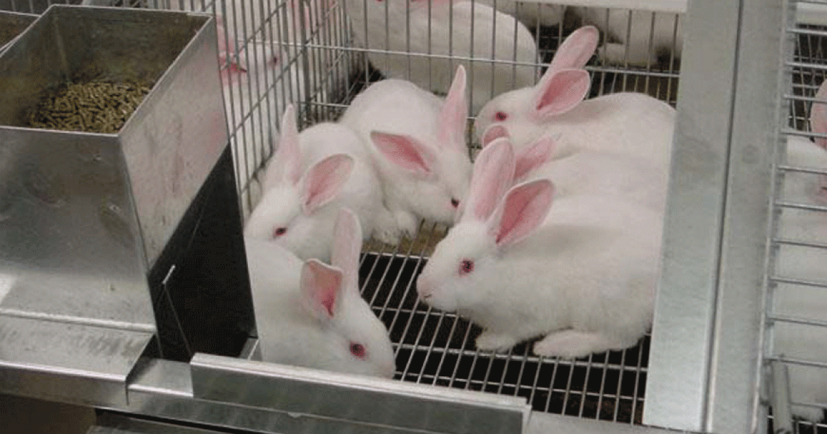 Rabbitrearing gaining ground