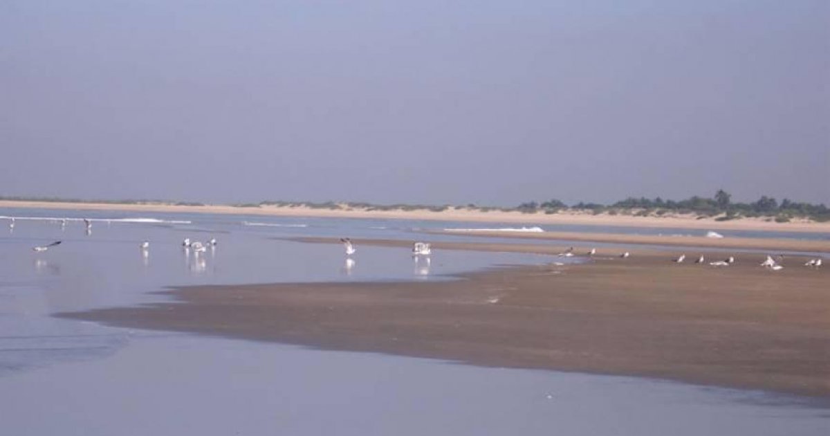 Sonadia Island emerges as effective sanctuary for rare species