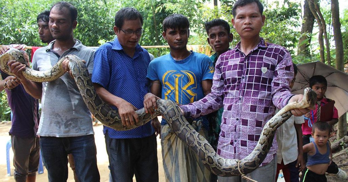 13-feet-long python found in Sylhet