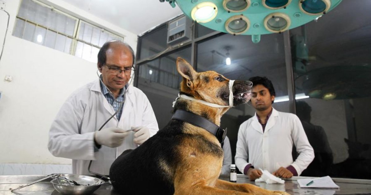 Do Dhaka vets prescribe proper pet medicine?