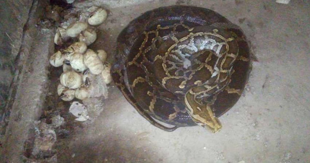 Three pythons rescued, released in protected forests in Sylhet