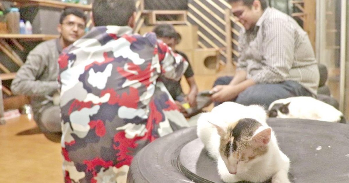 Have you been to the cat cafe?