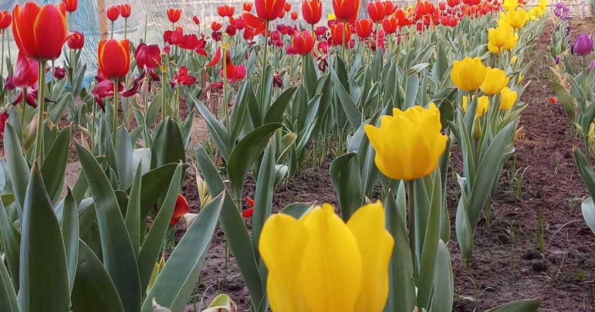 Tulips blossom for the first time in Bangladesh