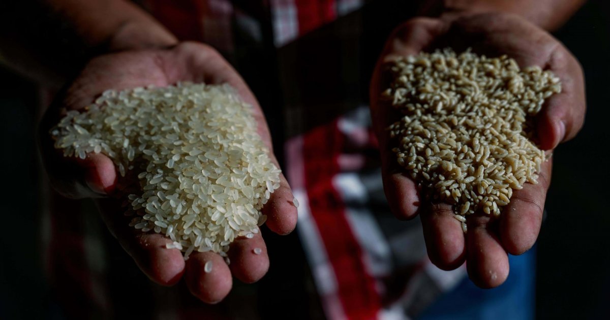 Bangladesh introduces micronutrient-enriched fortified rice first time ...