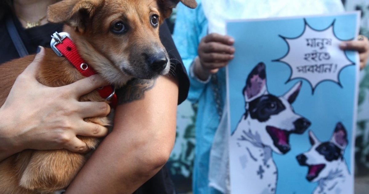 DSCC Photos of stray dog removal fake