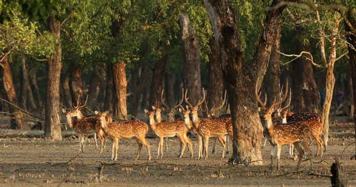 Thrill Seeker's Paradise: Adrenaline-Pumping Activities with Royal Sundarban Tourism 5 Sundarban Tourism
