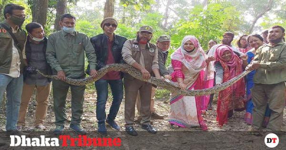 Python released in Kaptai National Park
