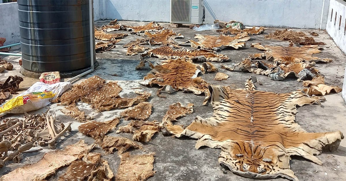 Killing tigers in the Sundarbans Offenders get off scotfree for lack