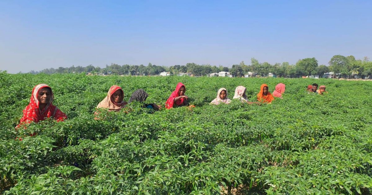 Farmers unhappy despite bumper yield of green chili