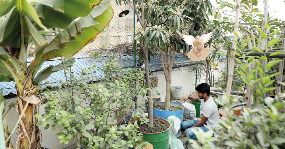 FAO: Rooftop agriculture needed to ensure sustainable food production ...