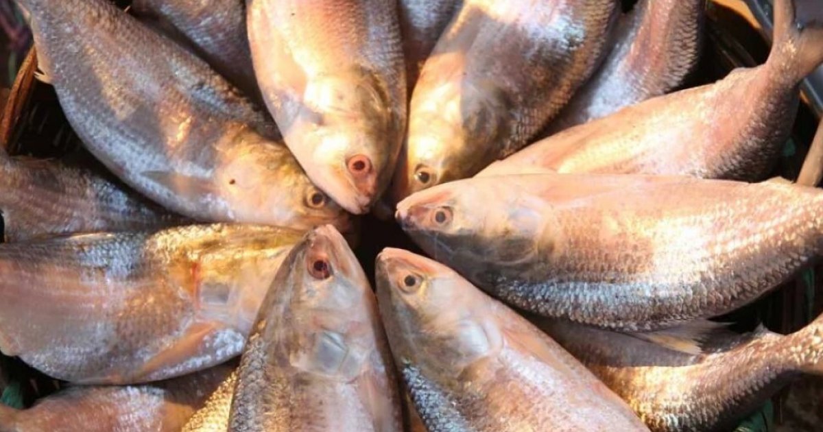 Climate change cuts Bangladesh’s ilish haul, raising long-term supply risks