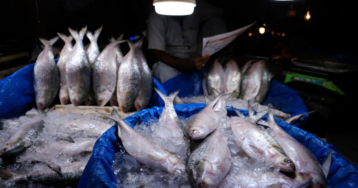 Ilish returns to Chandpur markets after ban