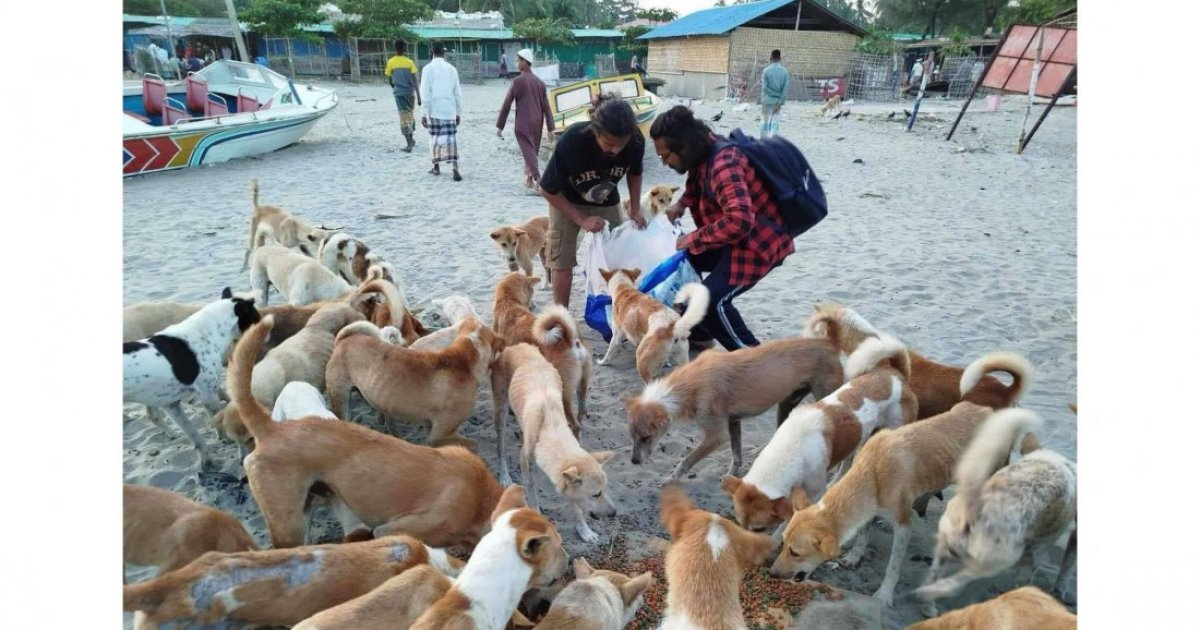 St Martin’s master plan proposes full dog sterilisation amid legal, ethical debate