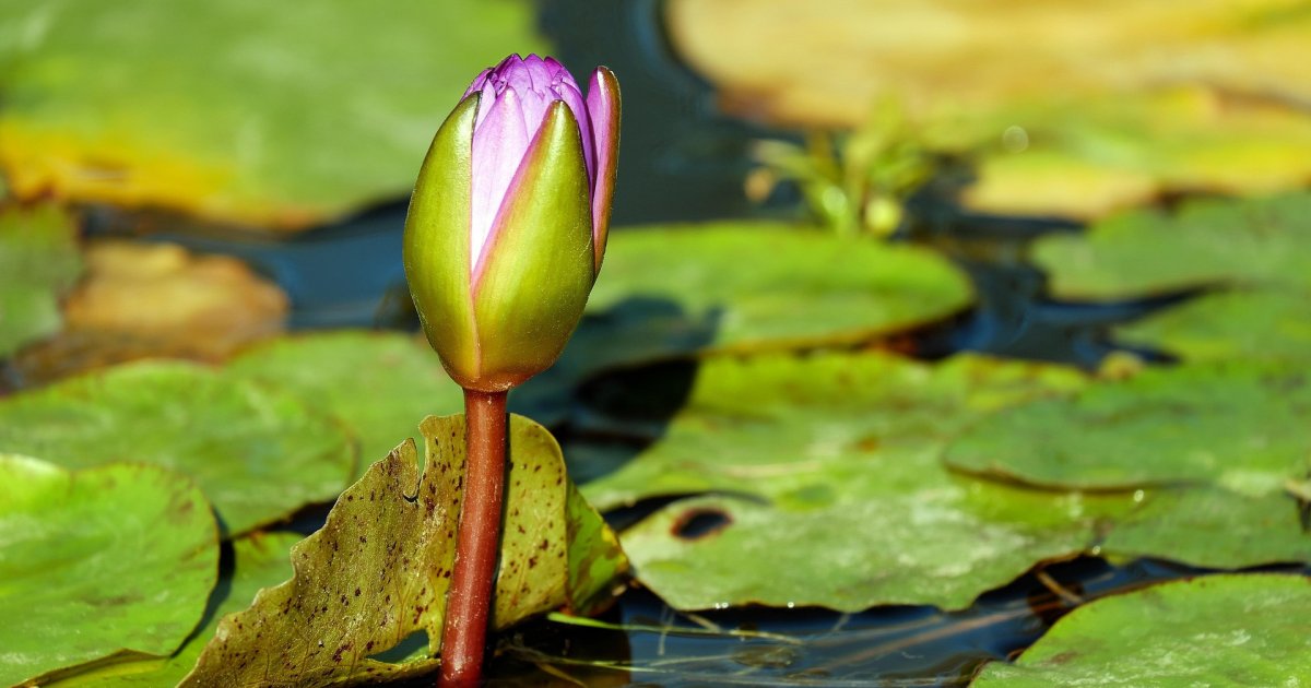 NCP accepts ‘Shapla Koli’ as election symbol