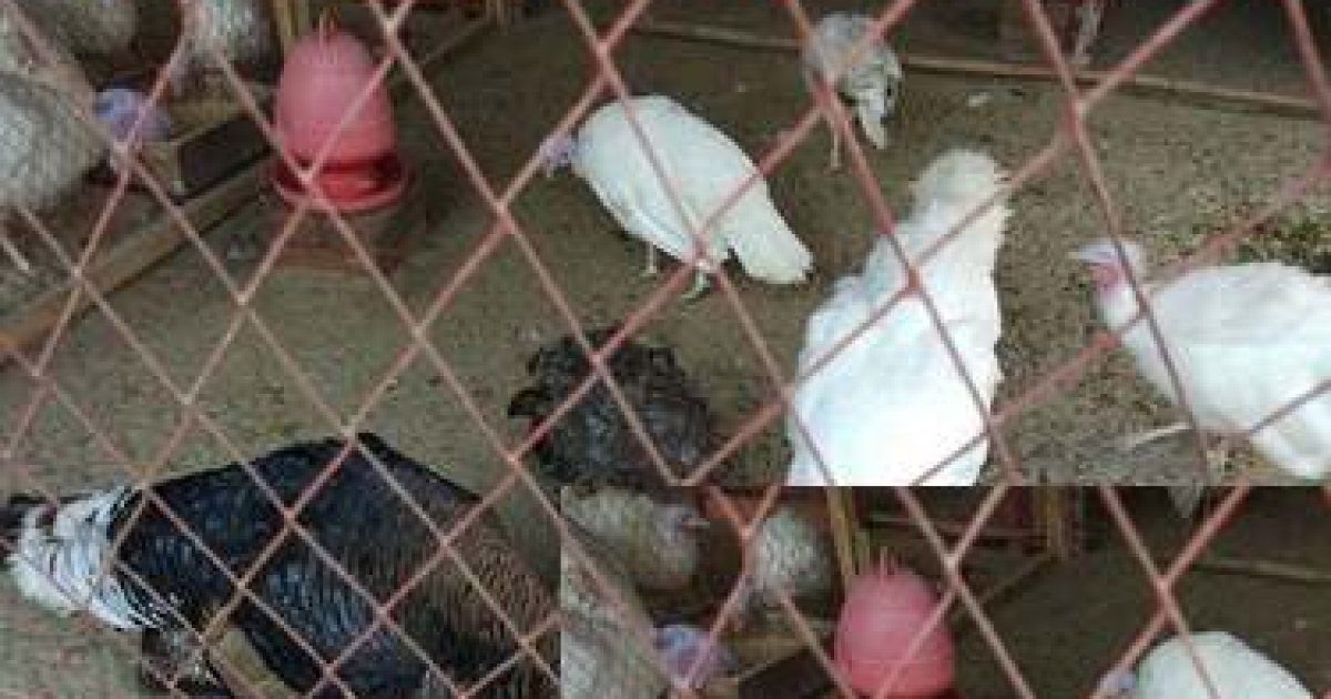 Turkey bird farming benefits grassroots farmers in Rajshahi