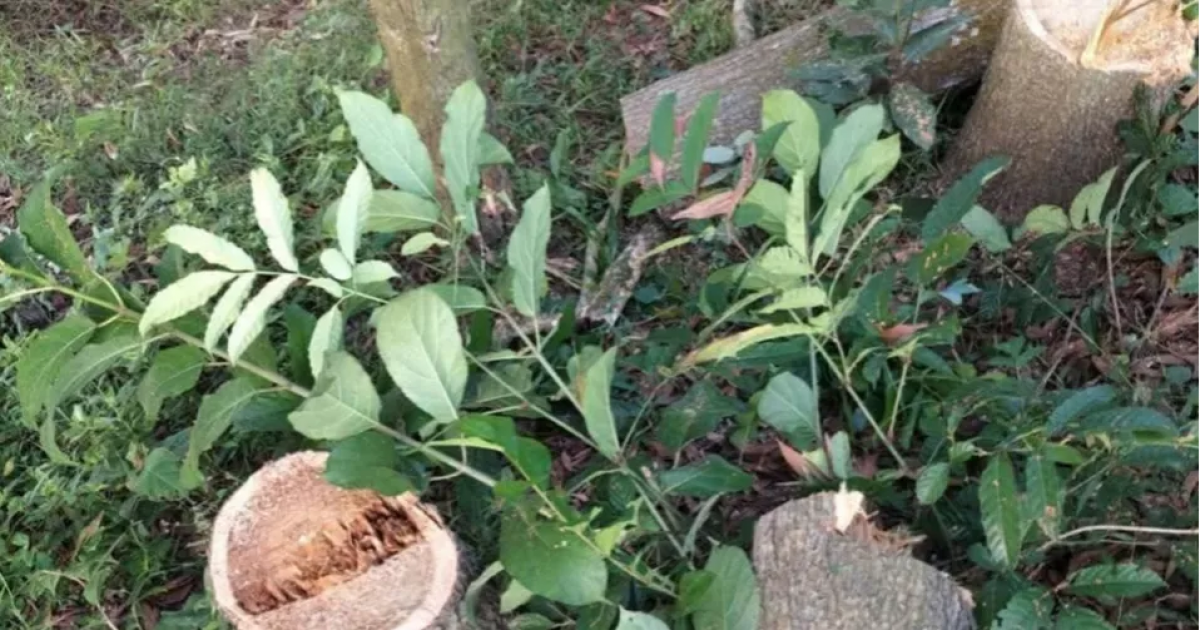 Sabotage attempt on Dhaka-Chittagong rail tracks foiled in Feni