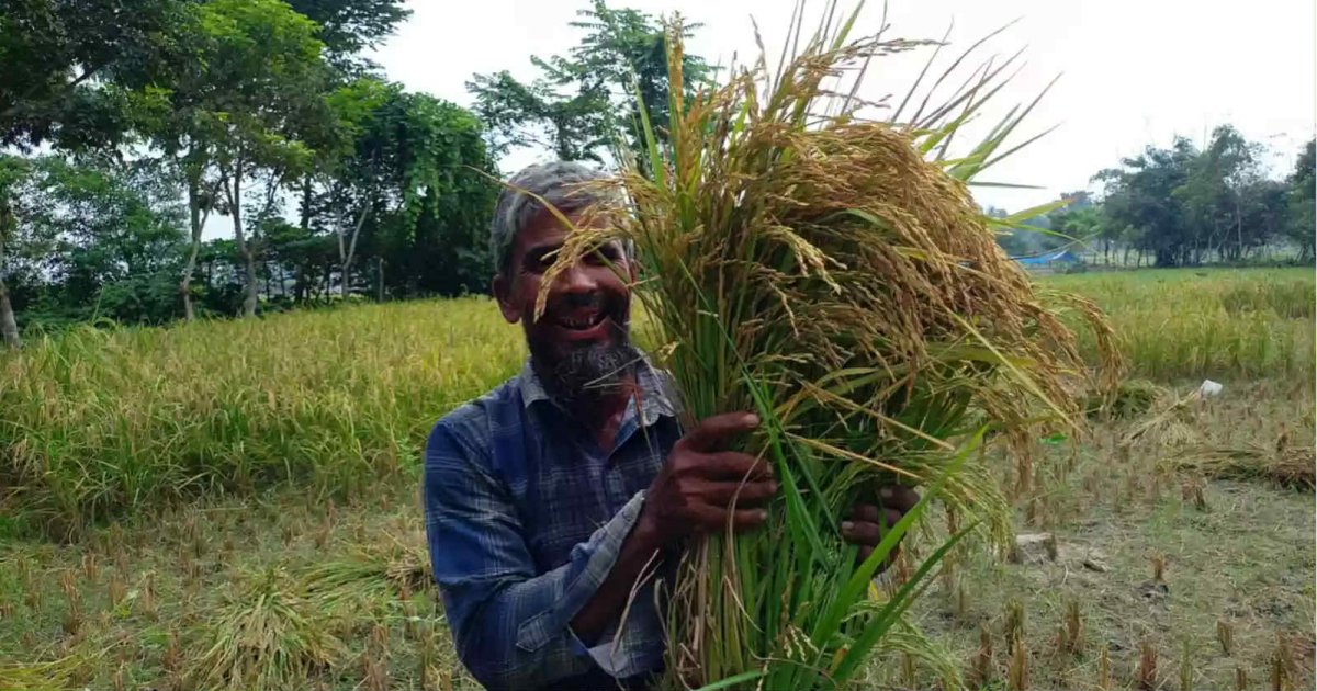 Golden harvests, rising straw prices bring smiles to Rangpur farmers