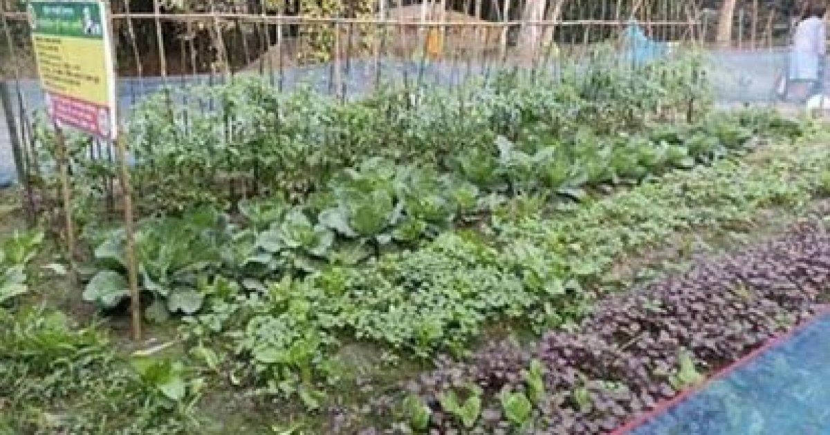 Family nutrition gardens boost livelihoods in Dumuria