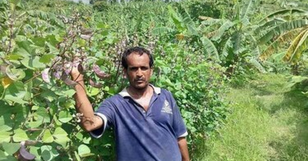 Sitakunda farmers earn quadruple profits from cultivating 'Rupban Beans'