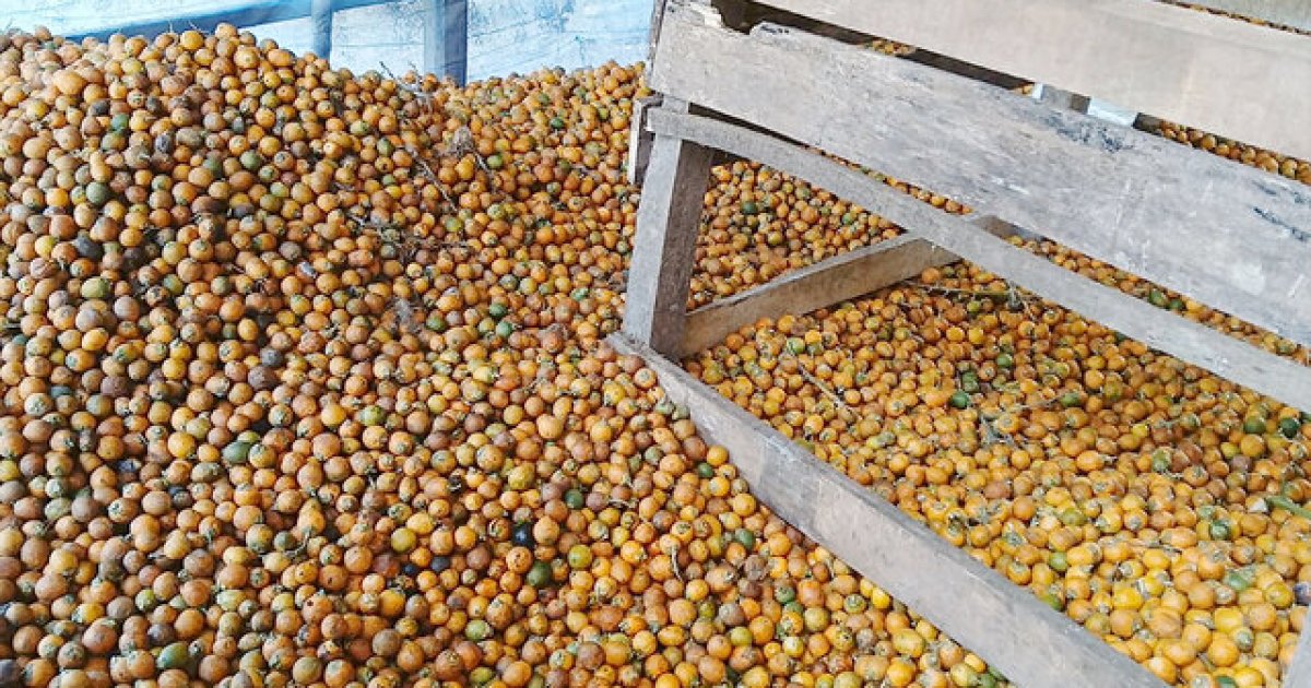 Betel nut farmers see bumper harvest in Jhalakathi