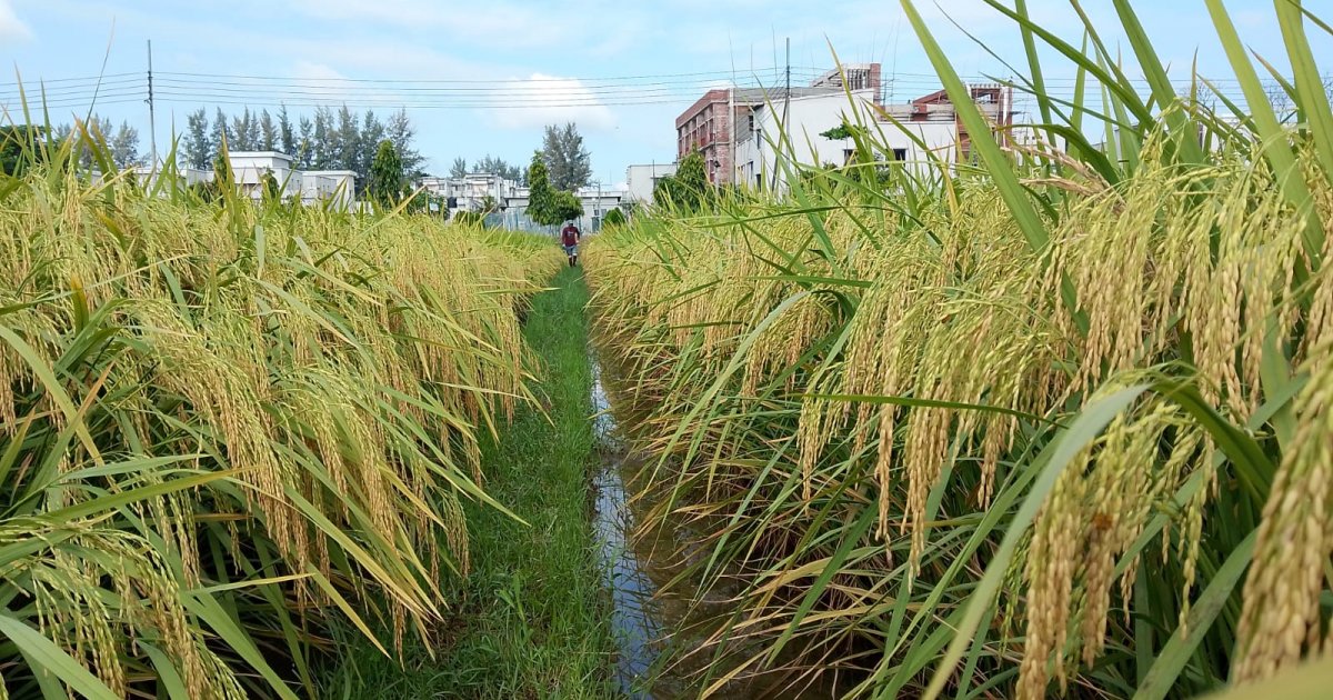 BRRI Dhan-103: High yield brings cheer to Gopalganj farmers