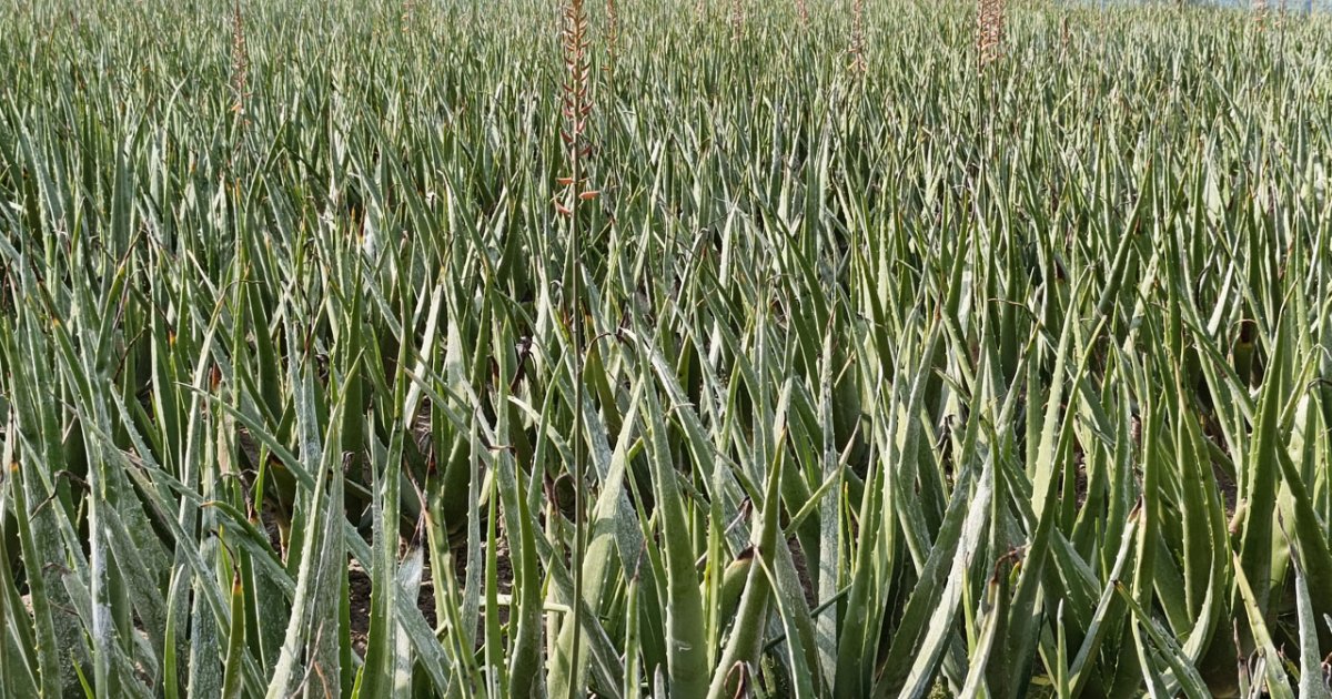 Medicinal plant cultivation changes farmers’ fortunes in Natore