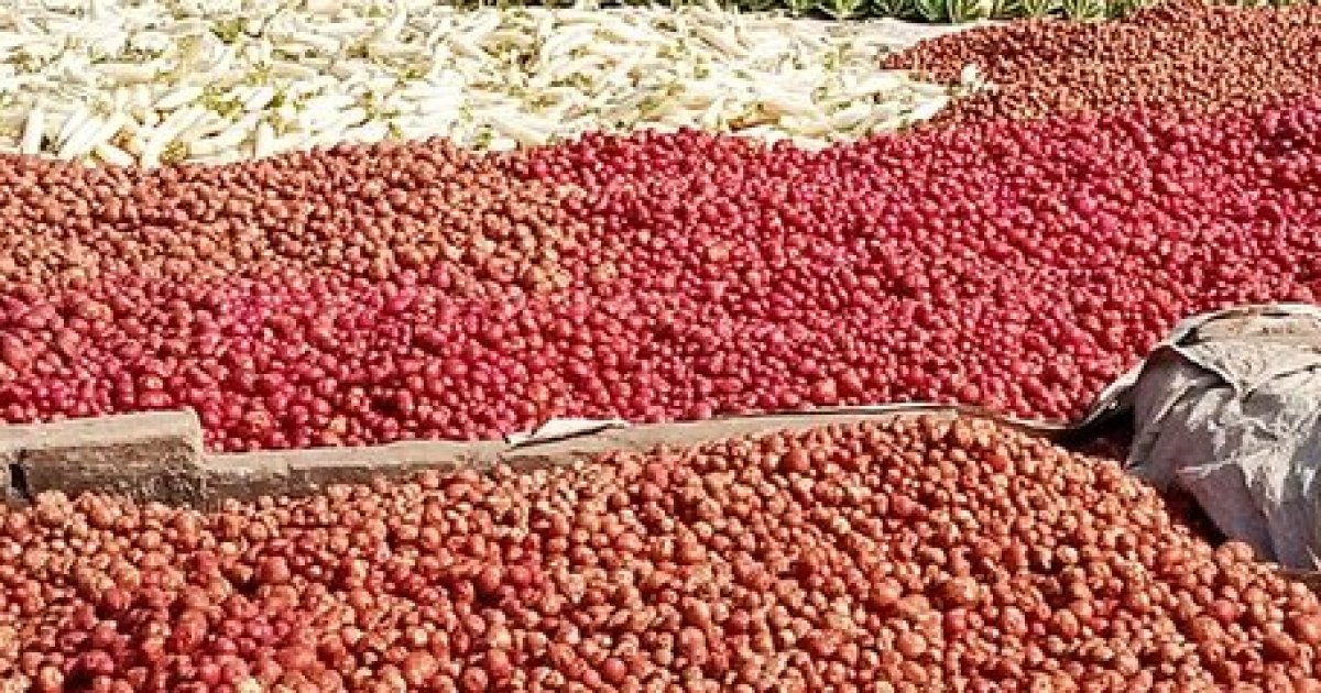 Supply glut brings down potato prices in Bogra