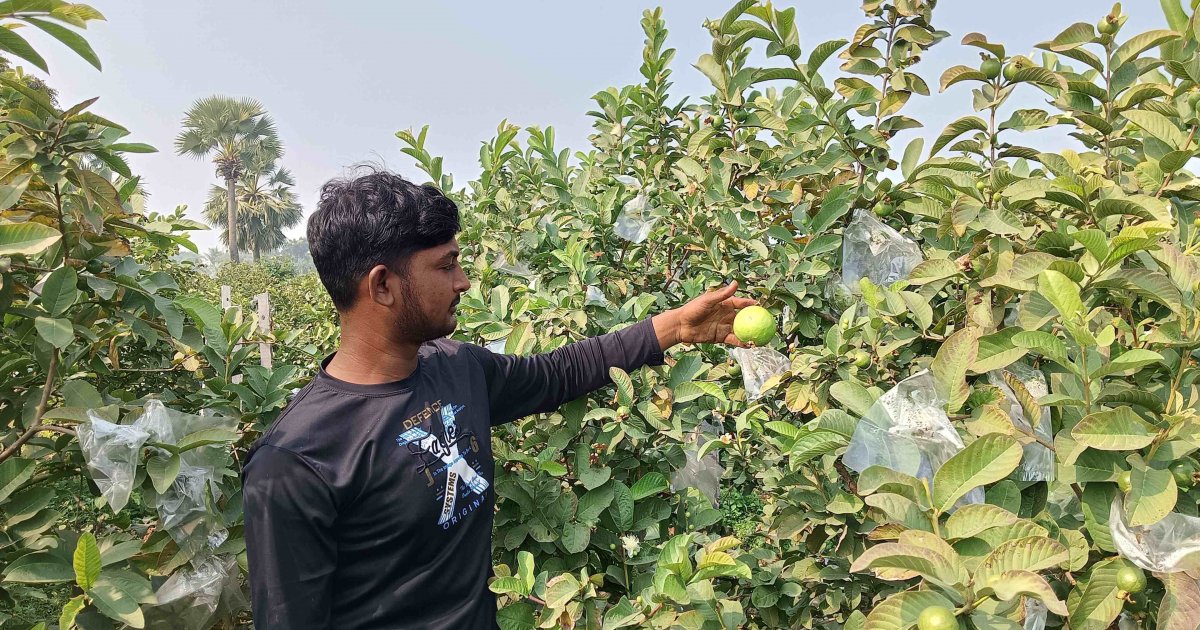 Drought-hit Barind sees agricultural shift as farmers turn to fruit cultivation