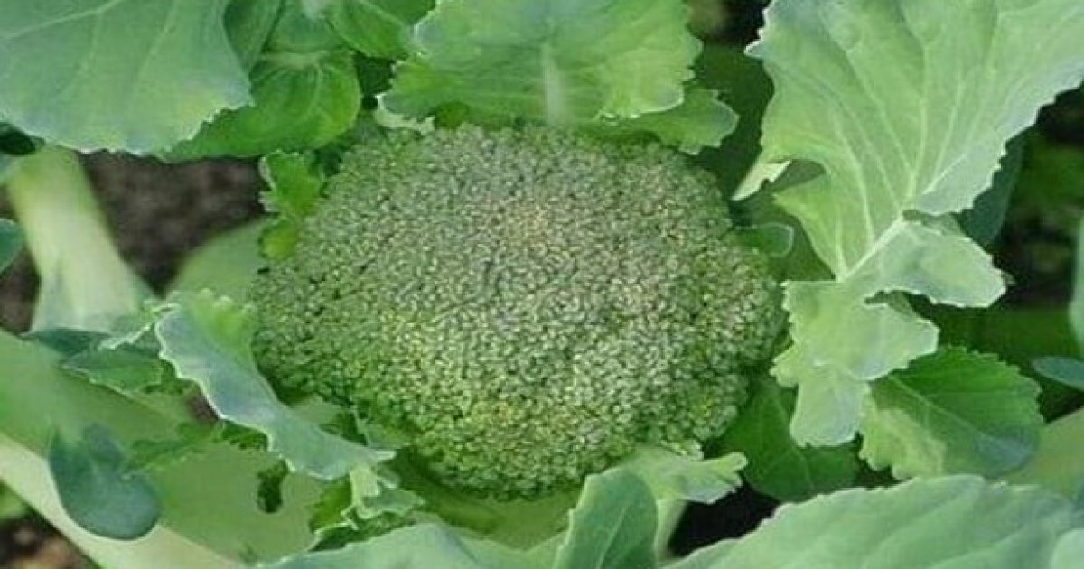 Broccoli farming brings profit to Rajshahi farmers