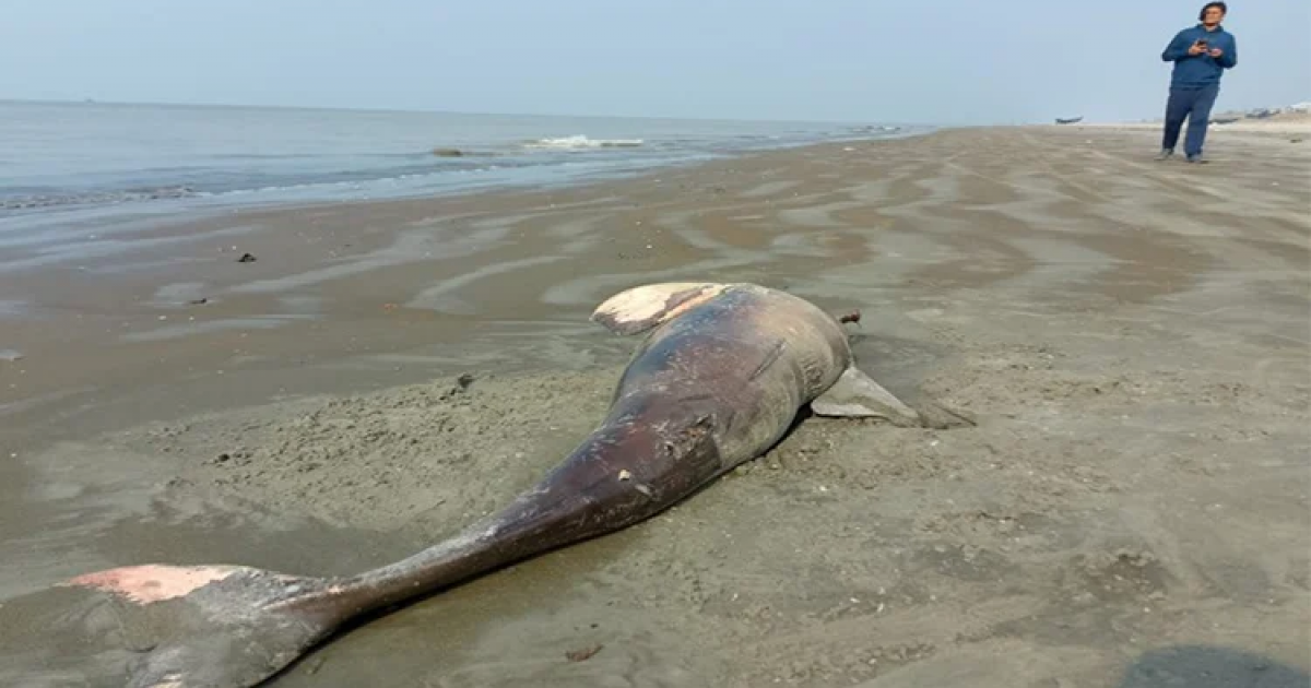 Dead dolphin washes up on Kuakata beach again