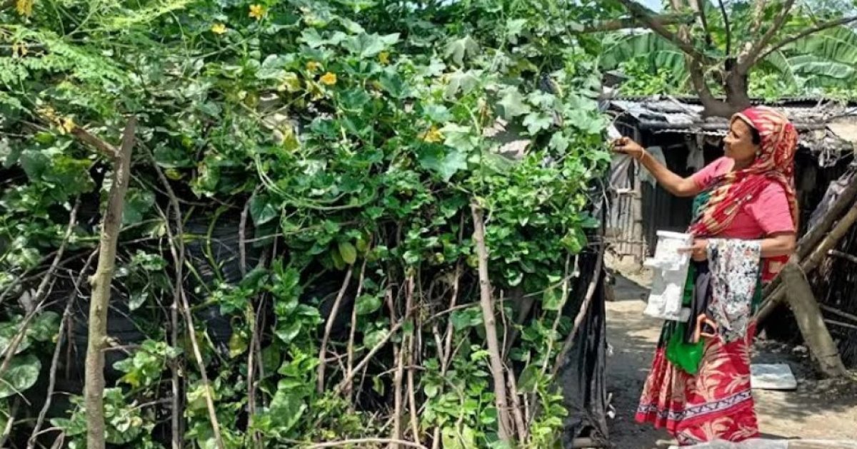 Slum dwellers grow vegetables to boost income in Rajshahi