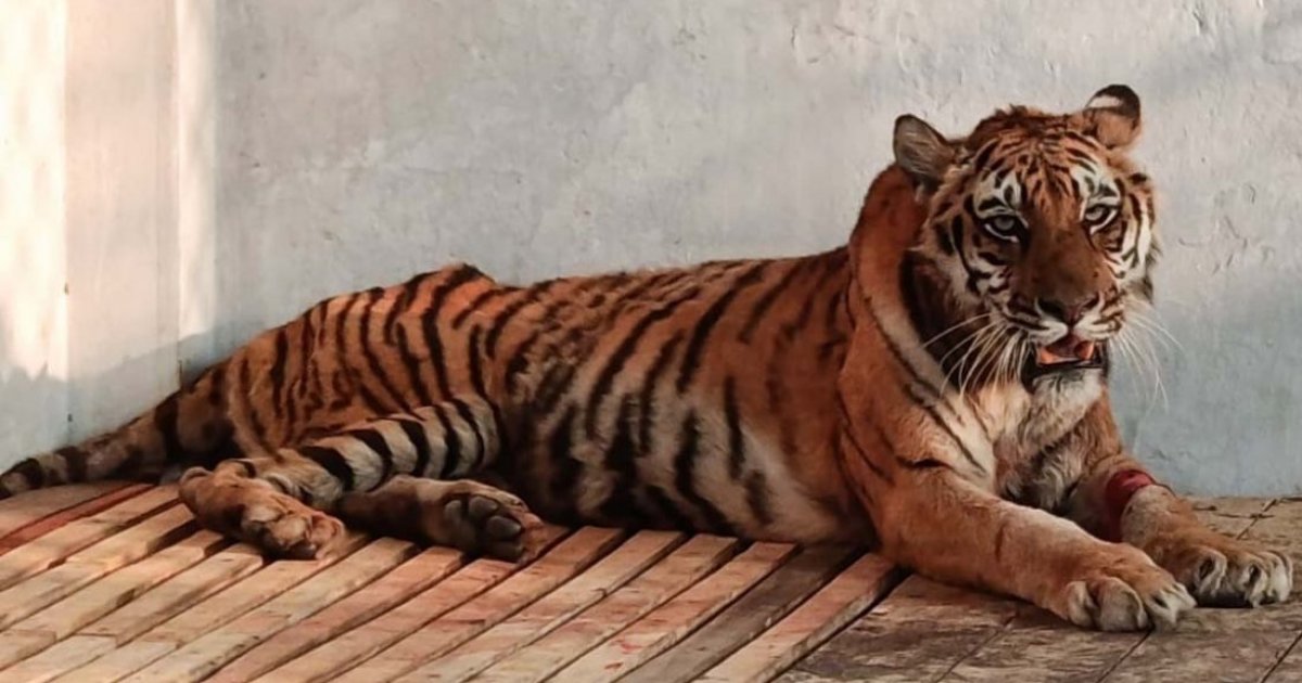 সুন্দরবনে হরিণের ফাঁদে আটকা বাঘের সুস্থতার খবর, খুলনা রেসকিউ সেন্টারে চলছে চিকিৎসা