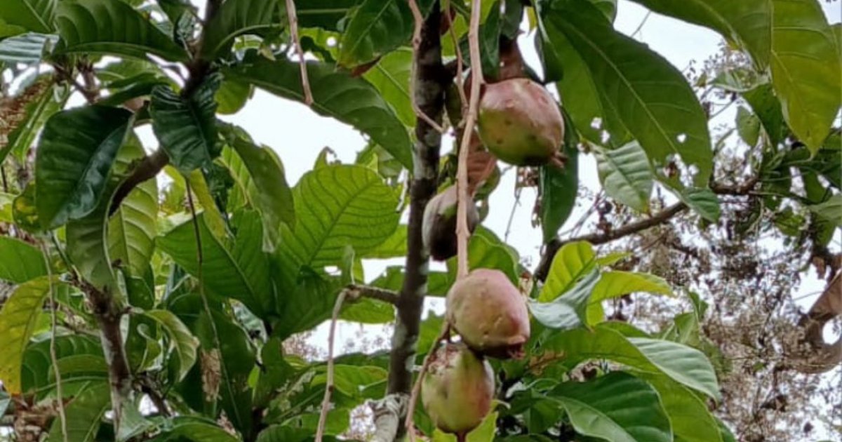 সুন্দরবনে সুন্দরী গাছের হারানো রাজ্য, আলিবন্দা ইকো-ট্যুরিজম কেন্দ্রে নতুন আশা