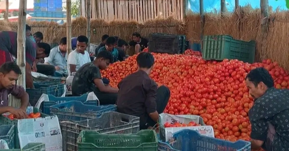 Gabura Bazar emerges as tomato hub of northern region