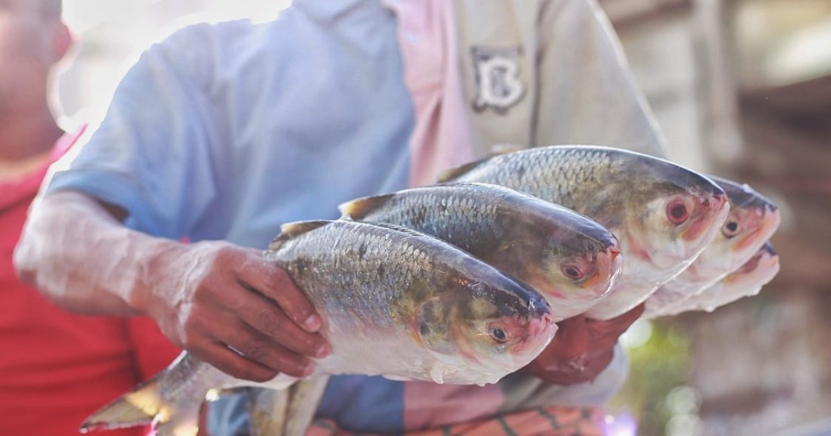 Can a multi-billion taka dredging project increase ilish yield in ...