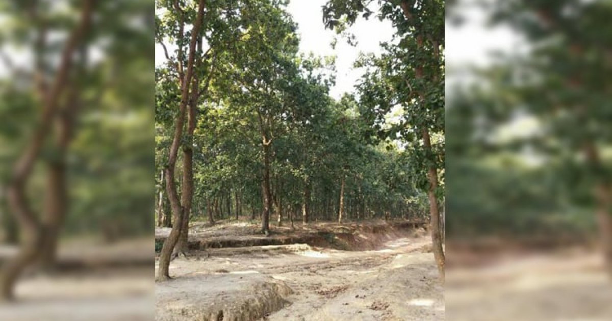 বরেন্দ্র অঞ্চল সবুজ করতে বিএমডিএ’র নানা উদ্যোগ