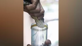 Bangladesh to produce snake antivenom locally